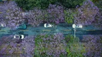 昆明植物园爆料案件最新,惊现神秘涉案者，真相即将揭晓  第3张